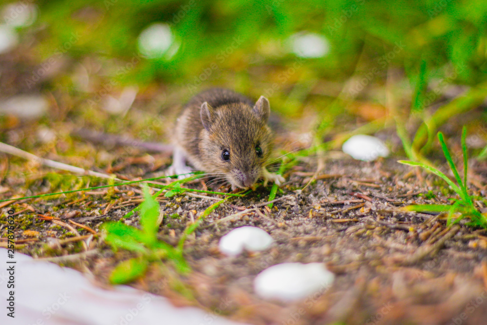 little grey mouse eating a seed in the field little grey mouse eating a seed in the field