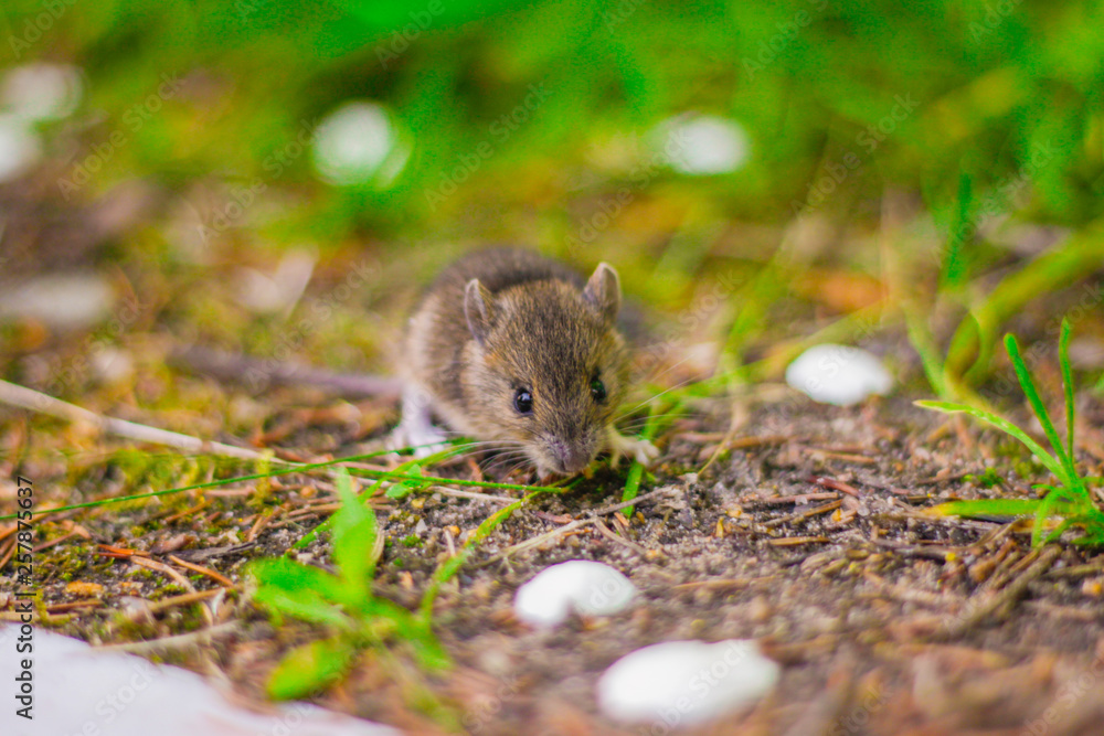 little grey mouse eating a seed in the field little grey mouse eating a seed in the field