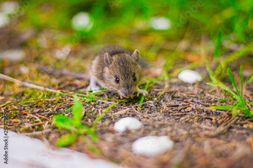 little grey mouse eating a seed in the field