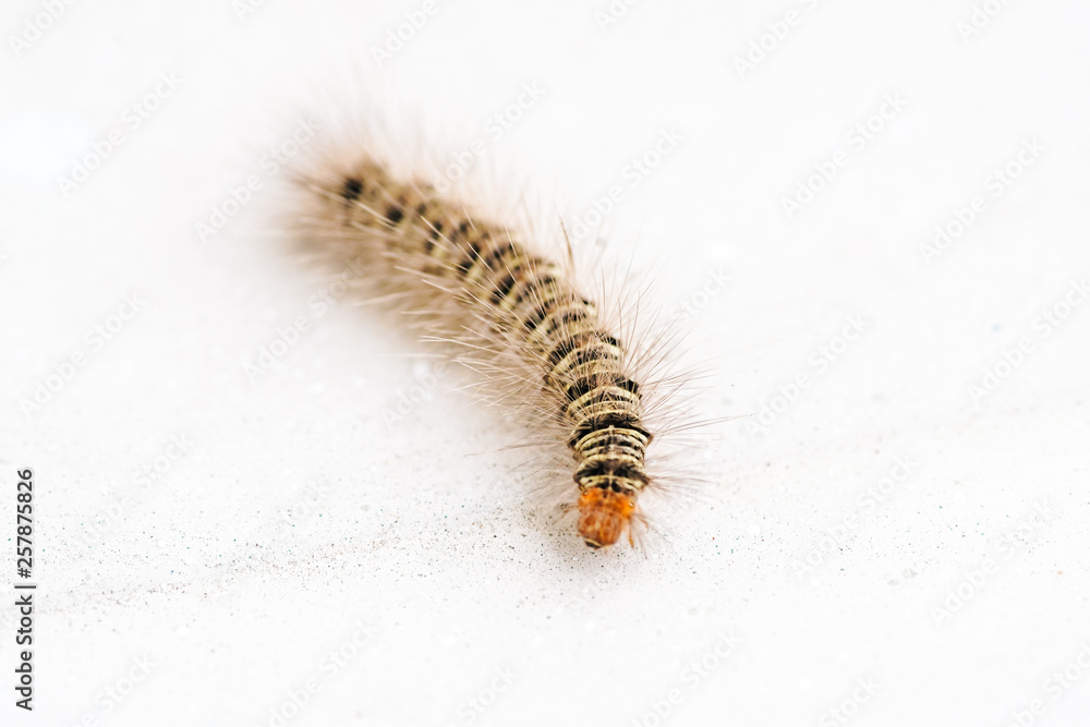 Gypsy moth caterpillar crawling on white background