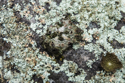 Rock Tripe Lichen Growing on Rock in Winter photo