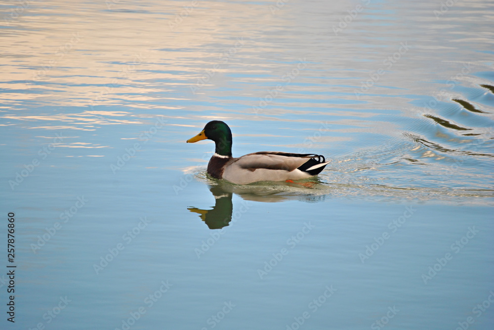 Fototapeta premium Canard