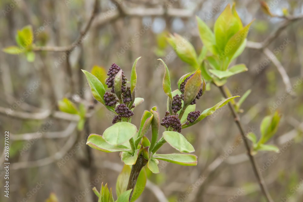 Fototapeta premium Lilac Flower Buds Sprouting in Winter