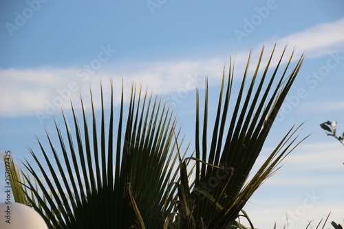 Fototapeta Naklejka Na Ścianę i Meble -  Foglie di palma