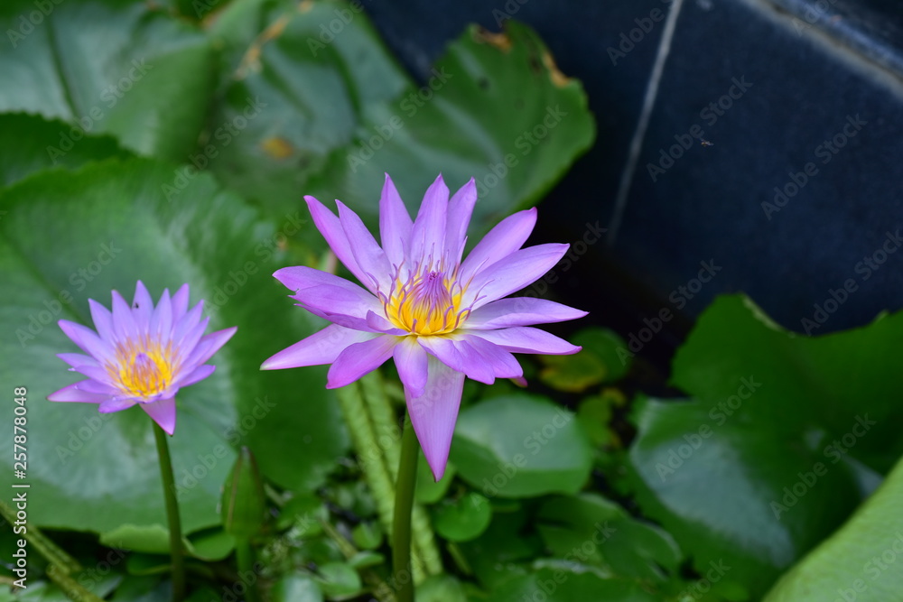 Pink violet lotus flowers and green leaves in a beautiful pool Pink violet lotus flowers and green leaves in a beautiful pool
