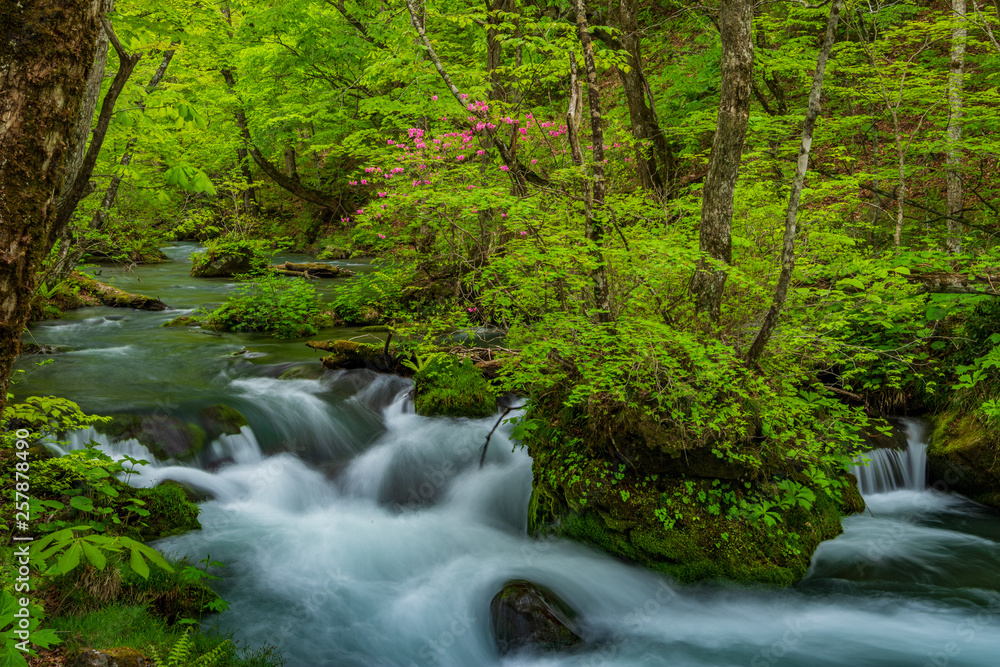 The fresh green of Aomori Prefecture Oirase mountain stream The fresh green of Aomori Prefecture Oirase mountain stream