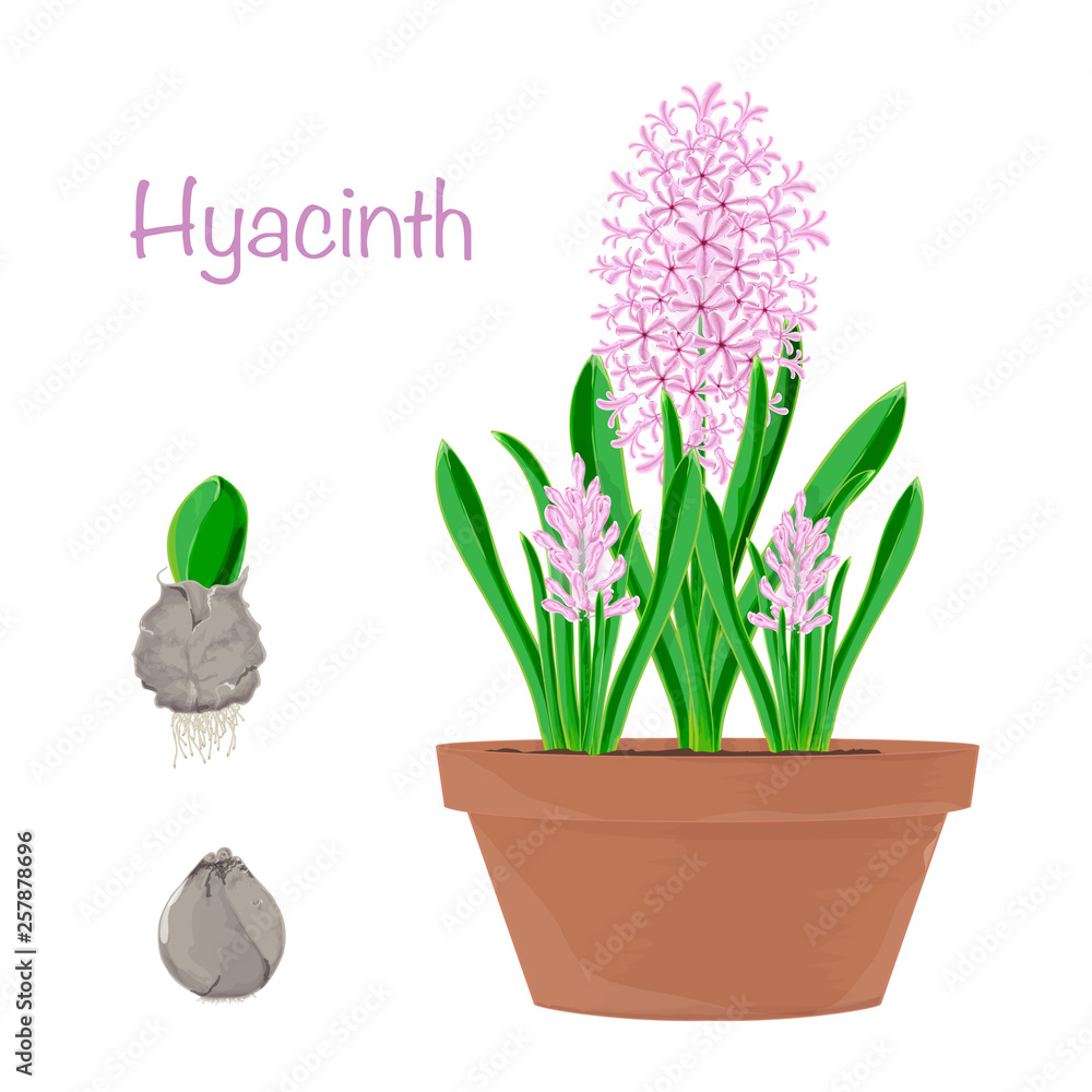 Set of elements of flowers. Design element for invitations, cards, packaging. Watercolor vector image. Spring bouquet of hyacinths. Set of elements of flowers. Design element for invitations, cards, packaging. Watercolor vector image. Spring bouquet of hyacinths.