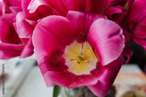 Fototapeta Naklejka Na Ścianę i Meble -  Close-up of pink tulips