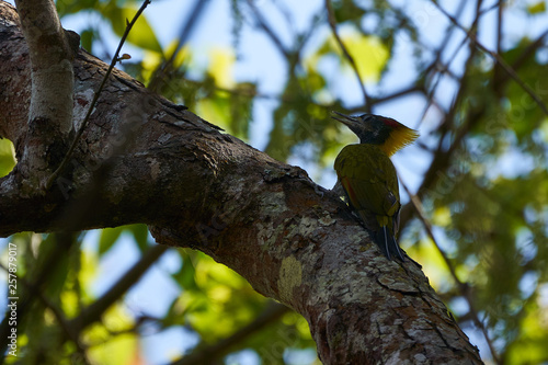 Picus chlorolophus photo