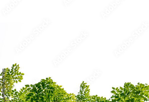 Isolated of beautiful tree branch with colorful leaf on white background. Clipping path and copy space- Image.