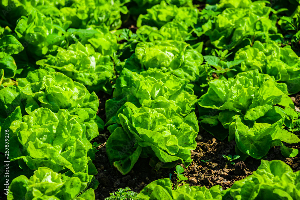Food background. Chinese cabbage closeup on a garden bed. Food background. Chinese cabbage closeup on a garden bed.