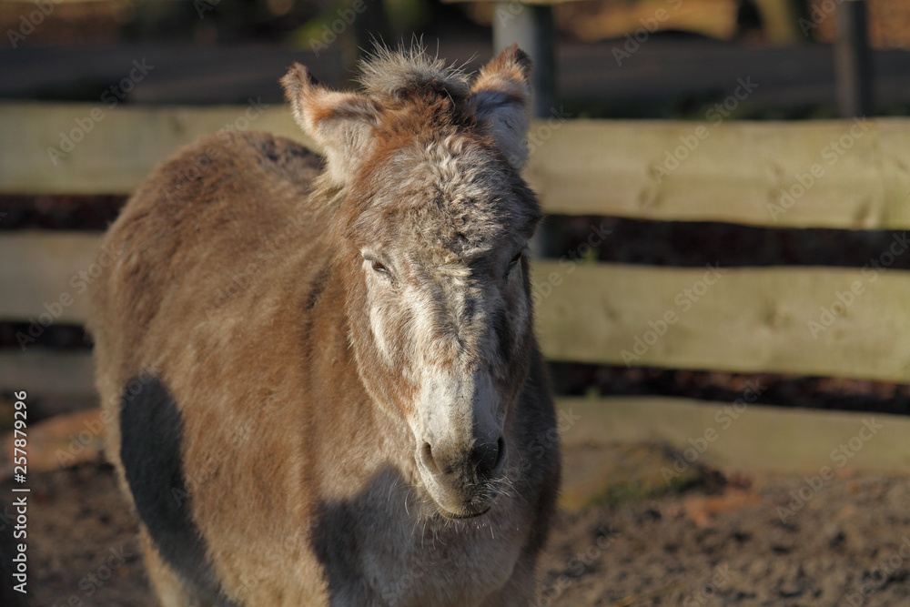 Fototapeta premium Esel