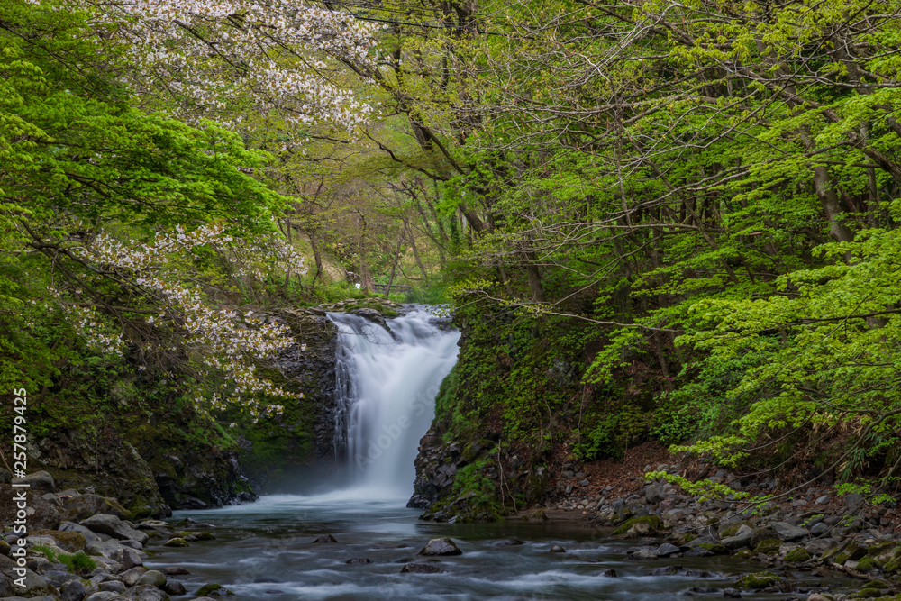 Naklejka premium The fresh green of Akita Prefecture Oyu