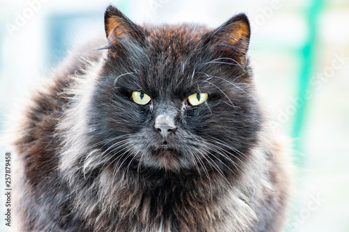 Cats and cats of different colors. Pets, stray animals on the streets of the city in Russia in the Rostov region. Beaten and unkempt muzzles, battered in the conditions of joint survival in nature