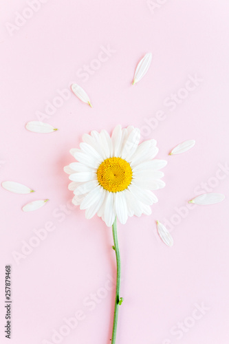 Chamomile flower beautiful and delicate on pink background