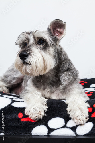 Tender pet - miniature Dog Schnauzer © gonzalocalle