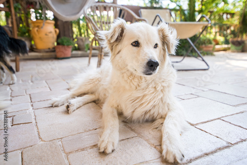 Labrador dog or golden retriever sleeping in garden terrace in summer. 