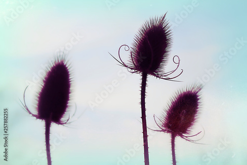 Distel