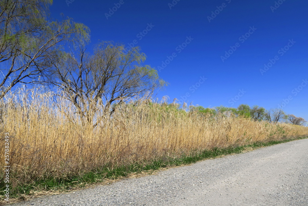 Obraz premium 芽吹きの木々と砂利道と枯れ草のある江戸川河川敷風景