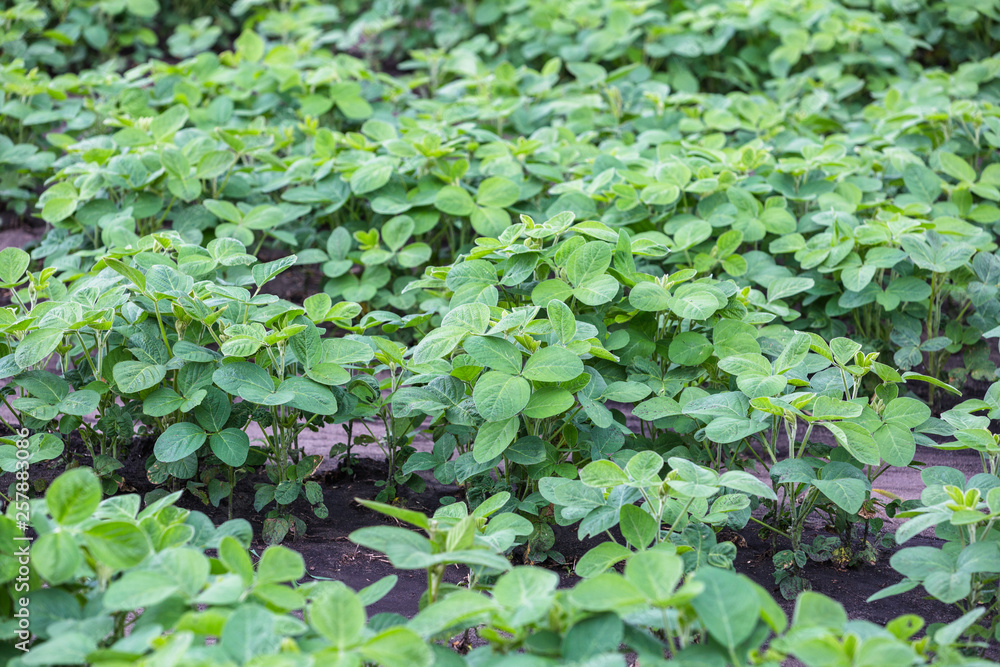 Fresh green soy plants on the field in spring Fresh green soy plants on the field in spring