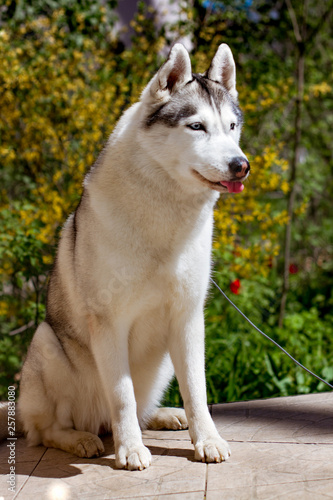 Close-up portrait of a dog. Siberian Husky with blue eyes. Sled dog on the background of spring flowers.