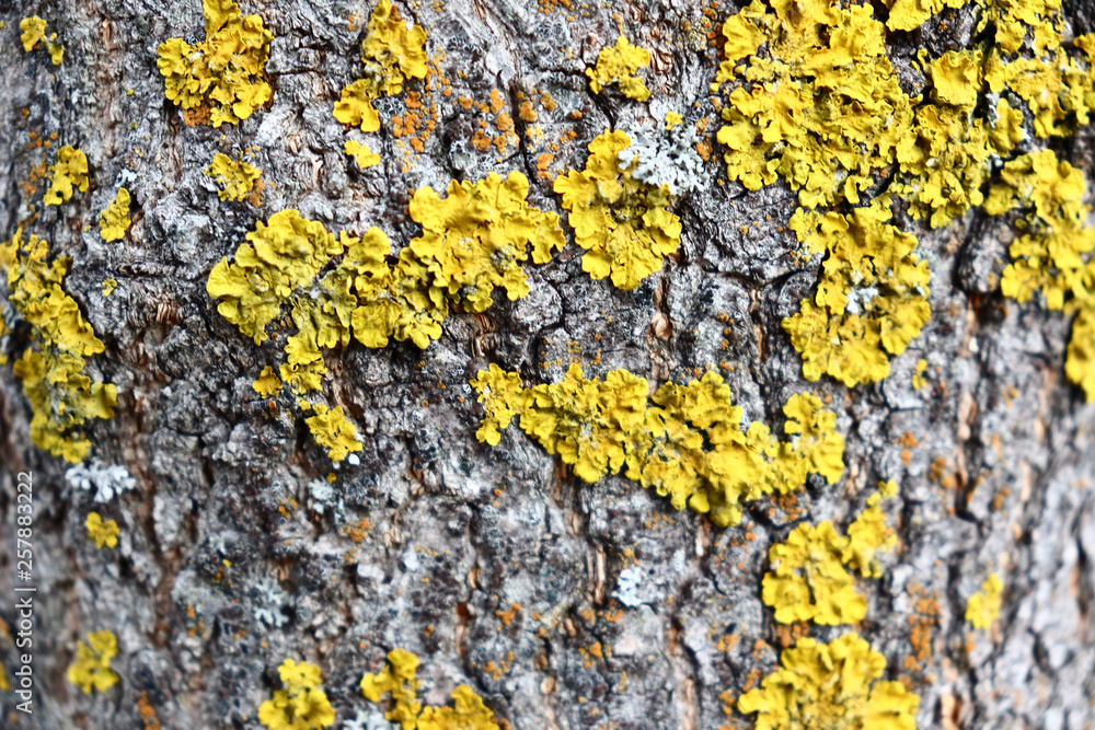 Gray inconspicuous bark of a spring tree covered with bright colors of moss and lichen. Gray inconspicuous bark of a spring tree covered with bright colors of moss and lichen.