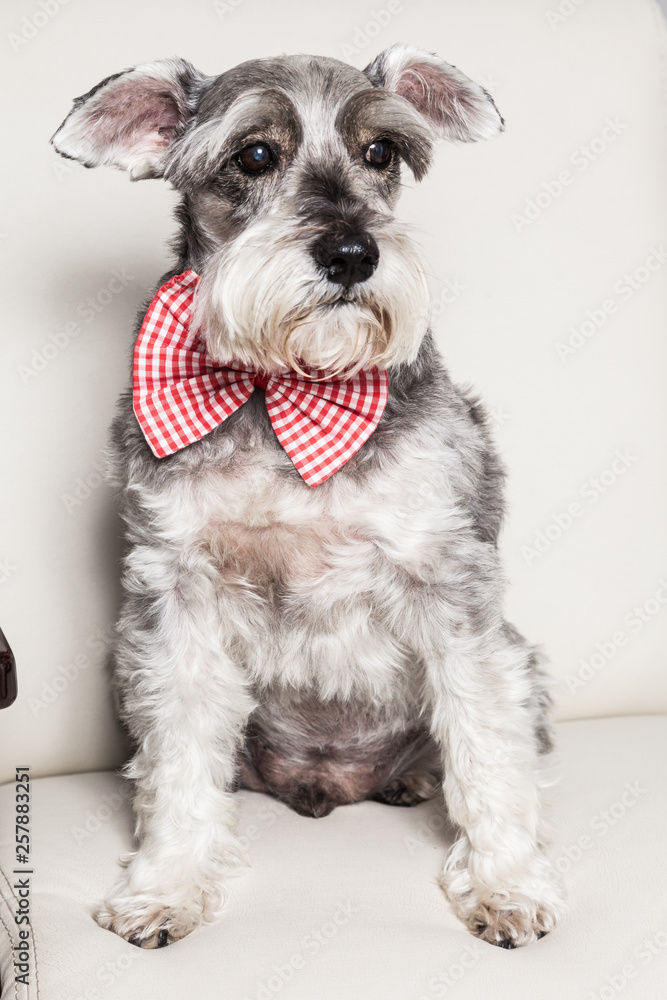 Tender pet - miniature Dog Schnauzer