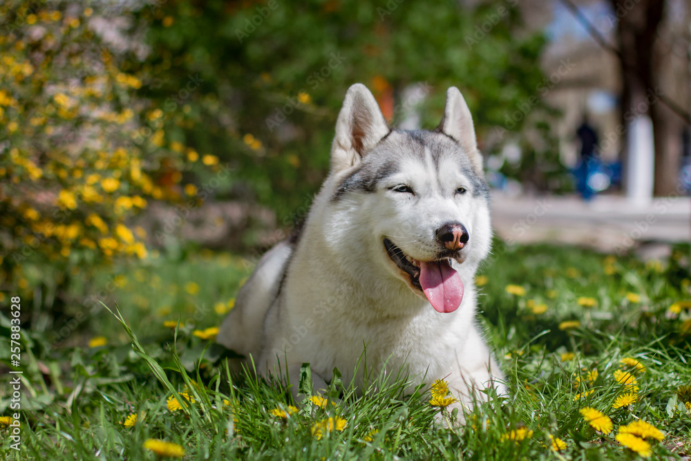 Close-up portrait of a dog. Siberian Husky with blue eyes. Sled dog on the background of spring flowers.
