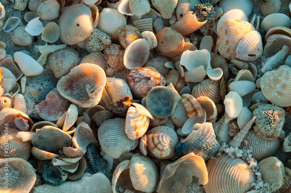 shell deposit shell deposit