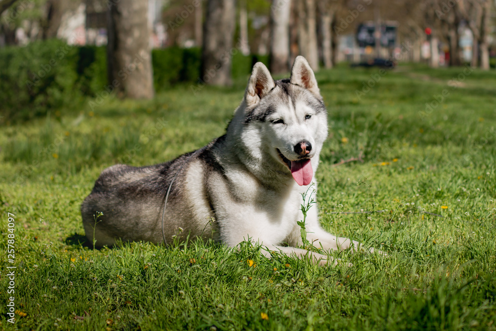 Close-up portrait of a dog. Siberian Husky with blue eyes. Sled dog on the background of spring flowers. Close-up portrait of a dog. Siberian Husky with blue eyes. Sled dog on the background of spring flowers.