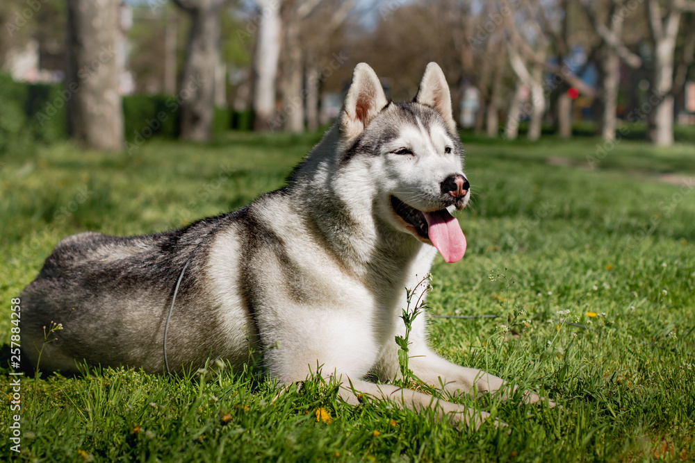 Close-up portrait of a dog. Siberian Husky with blue eyes. Sled dog on the background of spring flowers. Close-up portrait of a dog. Siberian Husky with blue eyes. Sled dog on the background of spring flowers.