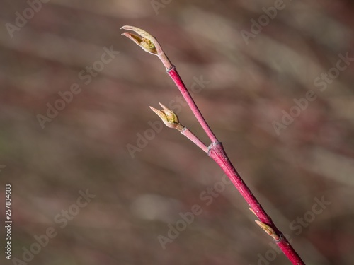 Bloody dogwood with buds