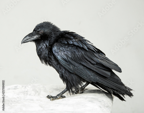 beautiful young black raven on a white background