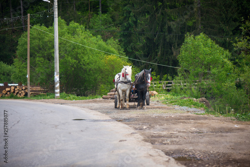 Concept of road trip. Traditional transylvanian horse walking on highway to Romanian village, shot from car. Woman sitting in wooden cart full of wood pulled by horses. Peasants on carriage