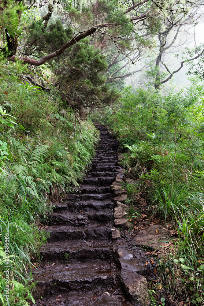 Fototapeta premium Stone staircase on the way to Risco fountain on Madeira island