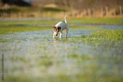 Cute Jack Russell Terrier dog 12 years old is running in a meadow with water puddles in a cold season