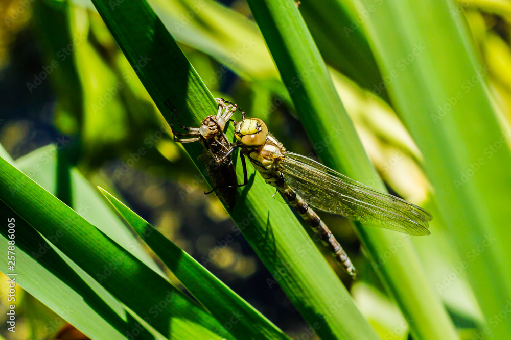 a newly born dragonfly sits on a blade of grass and dries its wings a newly born dragonfly sits on a blade of grass and dries its wings