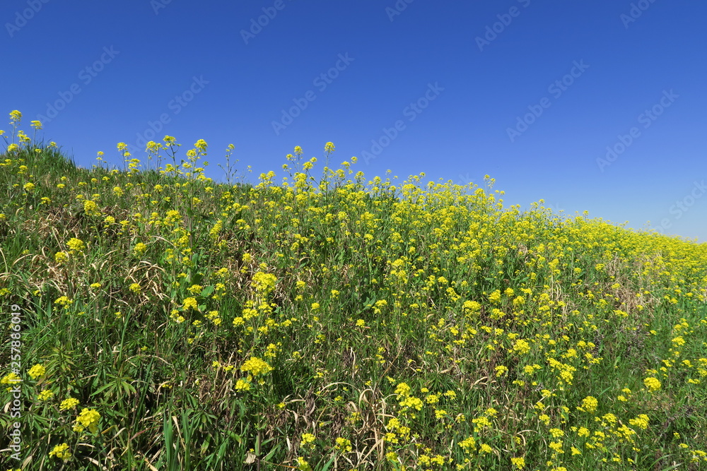 Obraz premium 菜の花咲く江戸川土手風景