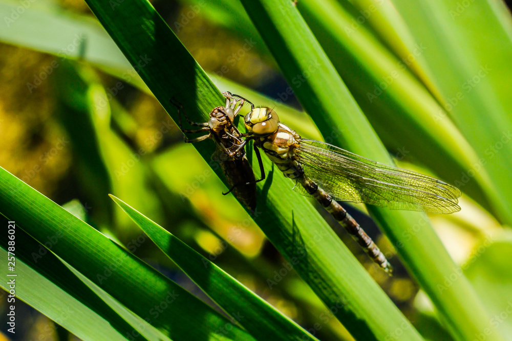 a newly born dragonfly sits on a blade of grass and dries its wings a newly born dragonfly sits on a blade of grass and dries its wings