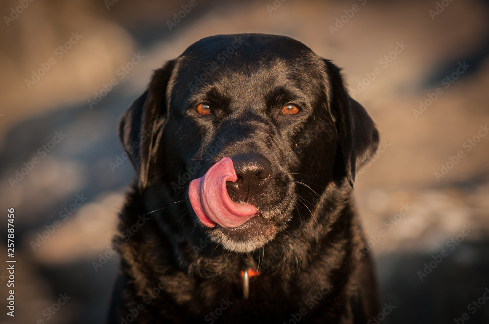 Black Labrador in Sunrise