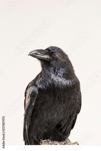 beautiful black raven sits on a white background in the studio