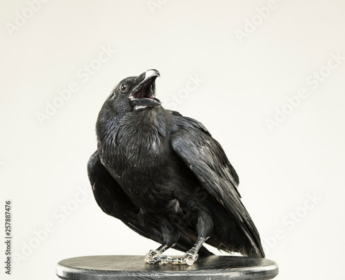 beautiful black raven sits on a white background in the studio