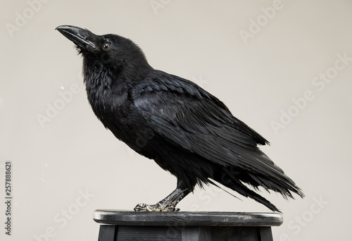 beautiful black raven sits on a white background in the studio