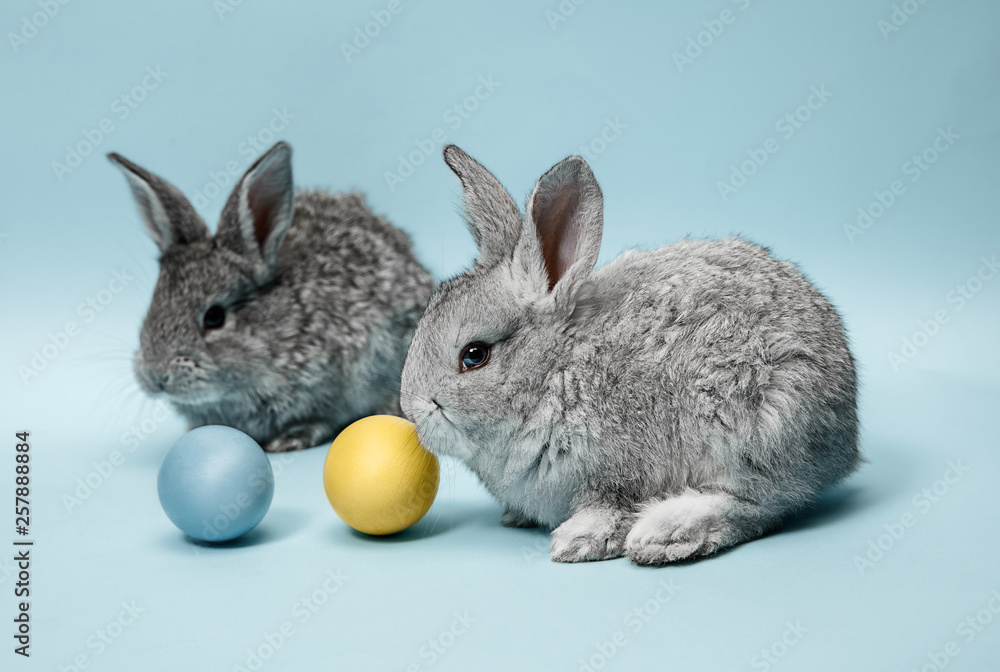 Easter bunny rabbit with painted eggs on blue background. Easter, animal, spring, celebration and holiday concept.