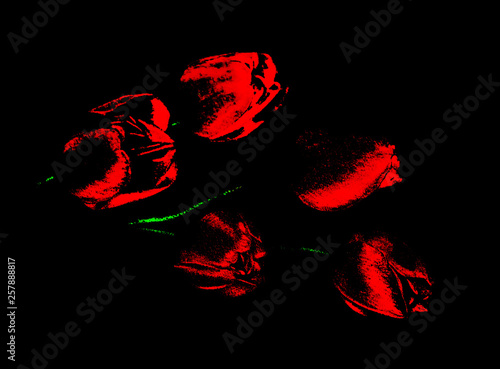 Bouquet of red tulips. Red on black. Minimalism.