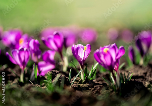 Close up photo of first fresh spring blooming Saffron flowers  Crocuses under sunlight.