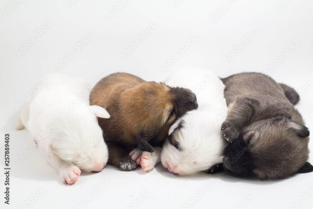 Cute puppies, white background, dog breed Bang Kaew Thai dog. Cute puppies, white background, dog breed Bang Kaew Thai dog.