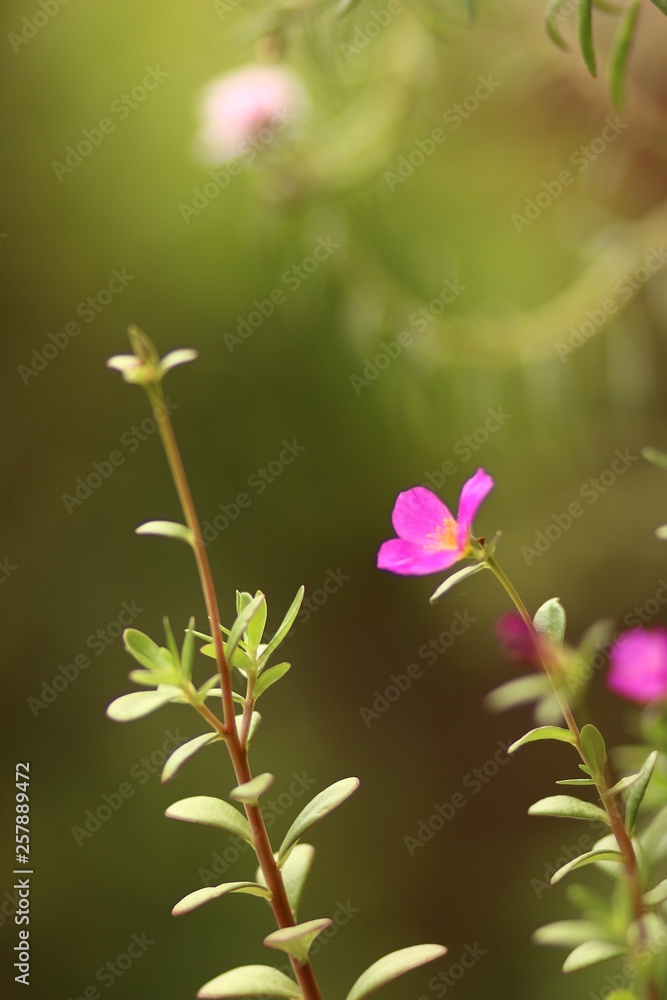 pink flower