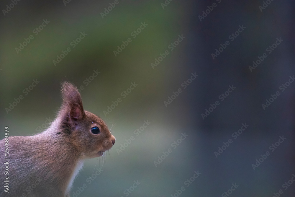 red squirrel, Sciurus vulgaris, close up above reflective pool, pond while eating/resting during spring/winter in the cairngorms national park, scotland.