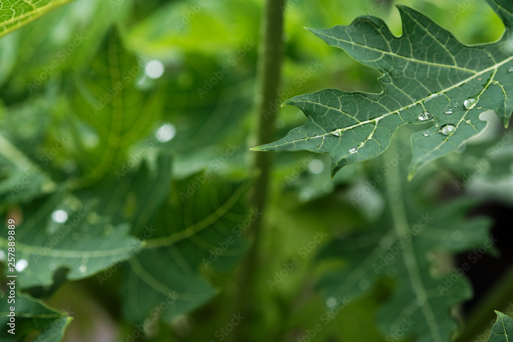 Raindrop water on big papaya leaf in the papaya plant Raindrop water on big papaya leaf in the papaya plant